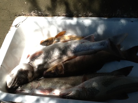 Fish in sink